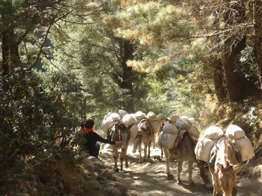 Donkeys on the trail to EBC