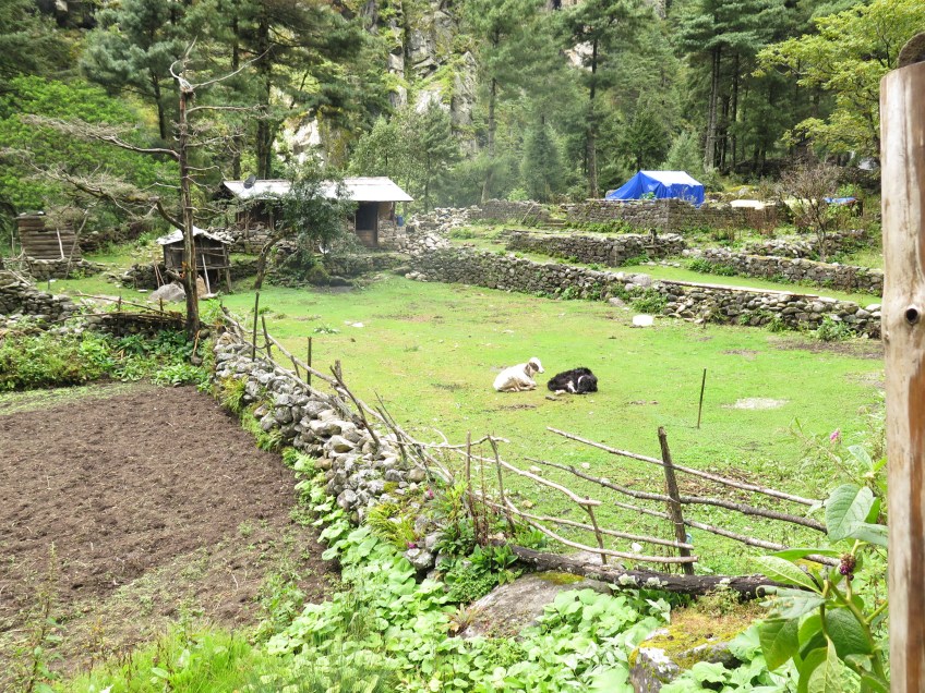Lower EBC trail Nepal