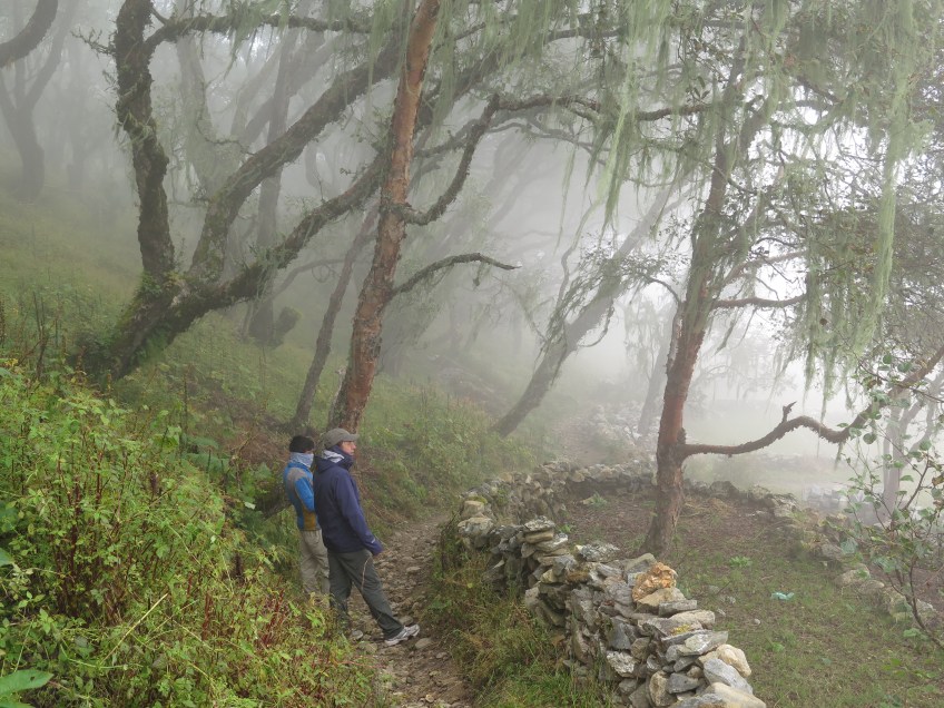 Late afternoon cloud in the small "forest" in Portse Nepal