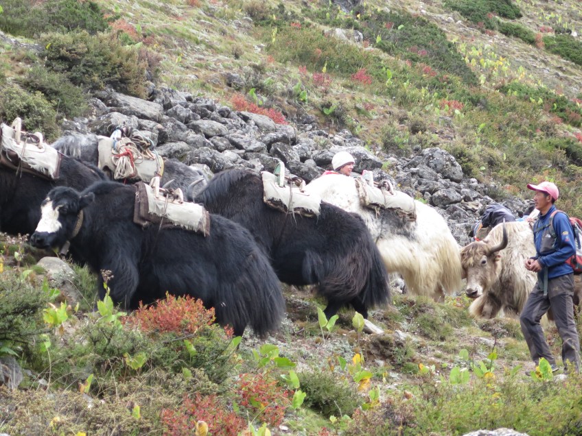 Yaks coming back from the Base Camp.