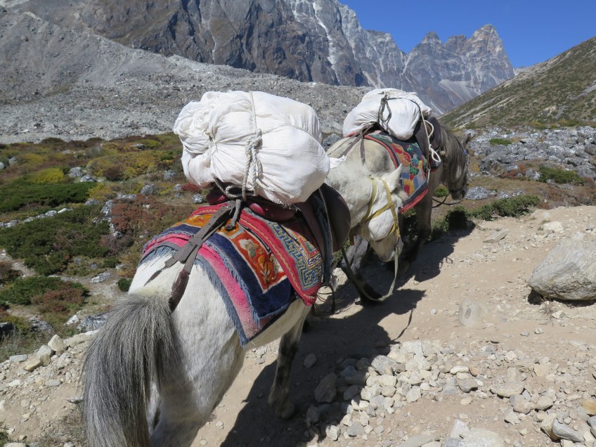 Pack Horses Everest Base Camp Trek