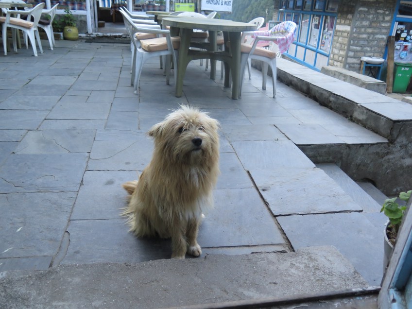Nepalese dog