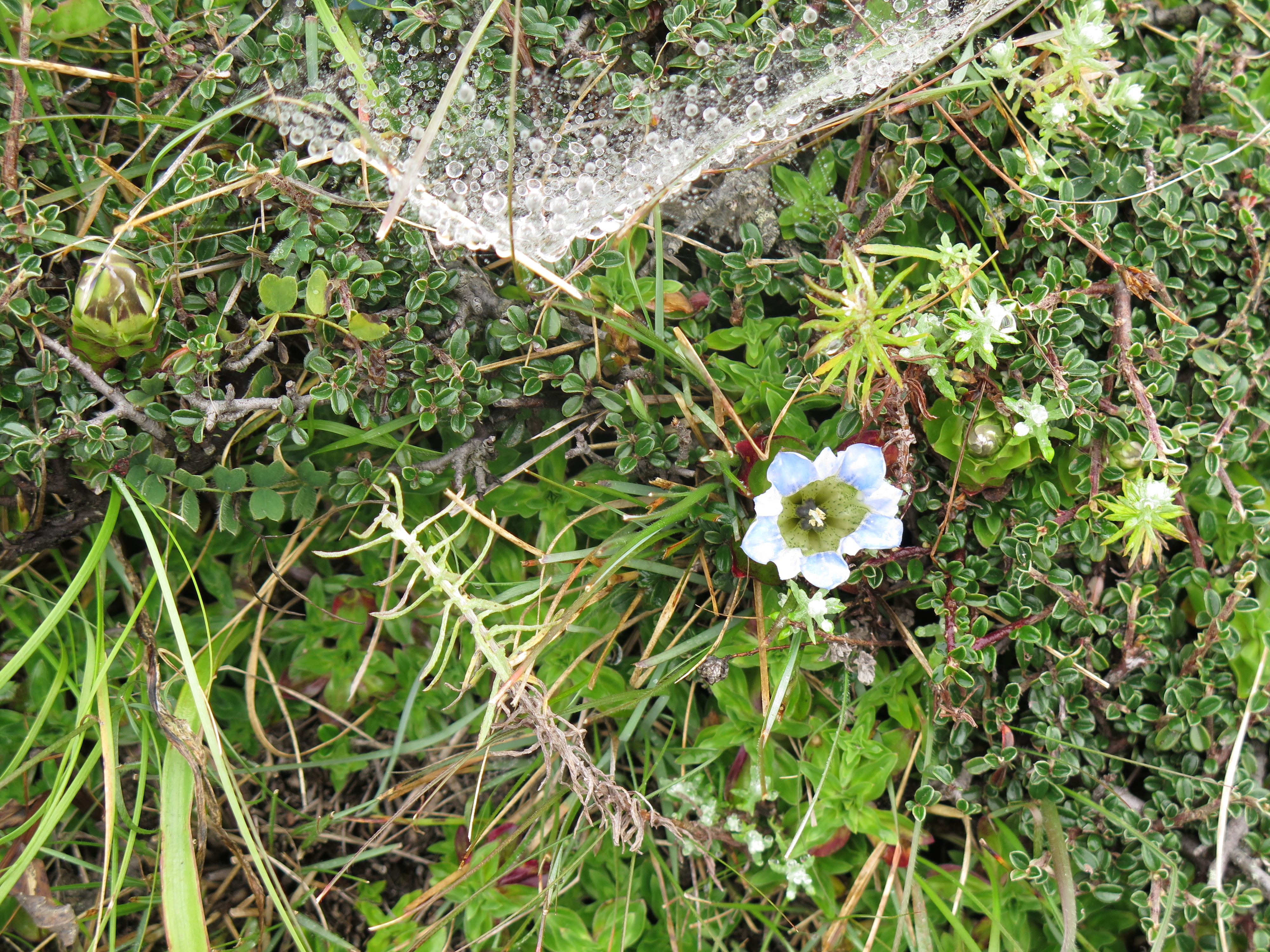 Alpine flower Solukhumbu