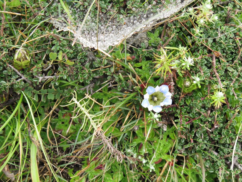 Alpine flower Solukhumbu