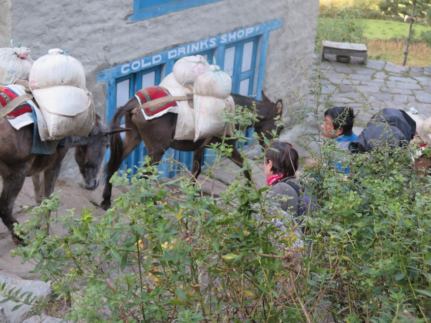 Loaded donkeys on the Everest Base Camp trek