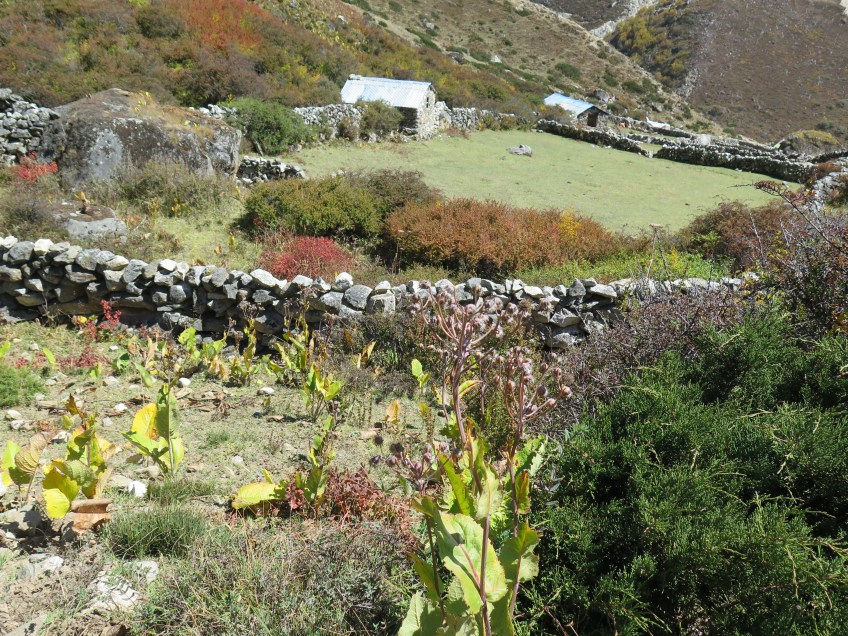 Yak pasture Khumbu Nepal