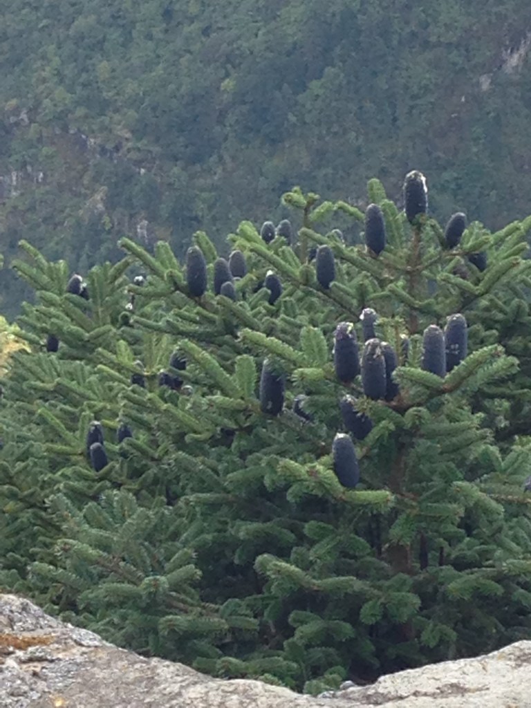 Pine tree above Namche Bazaar