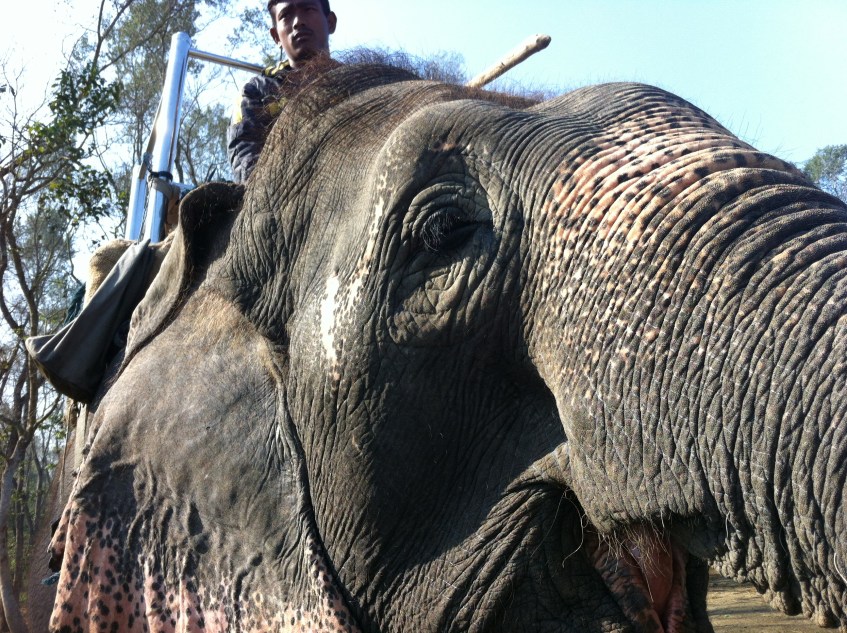 Elephant Chitwan Nepal