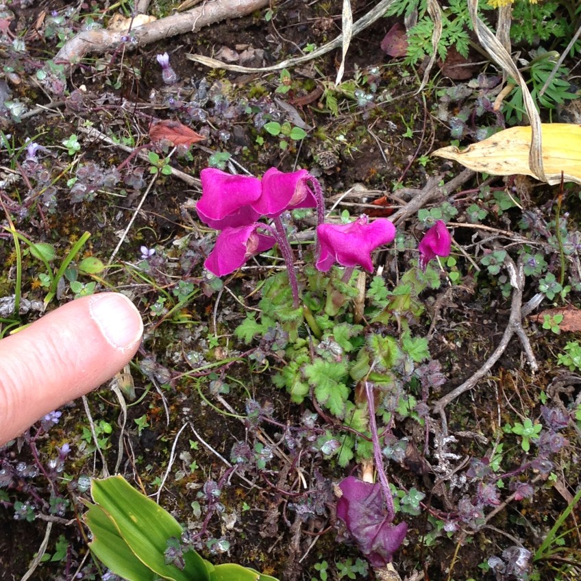 alpine flowers along the trail to EBC