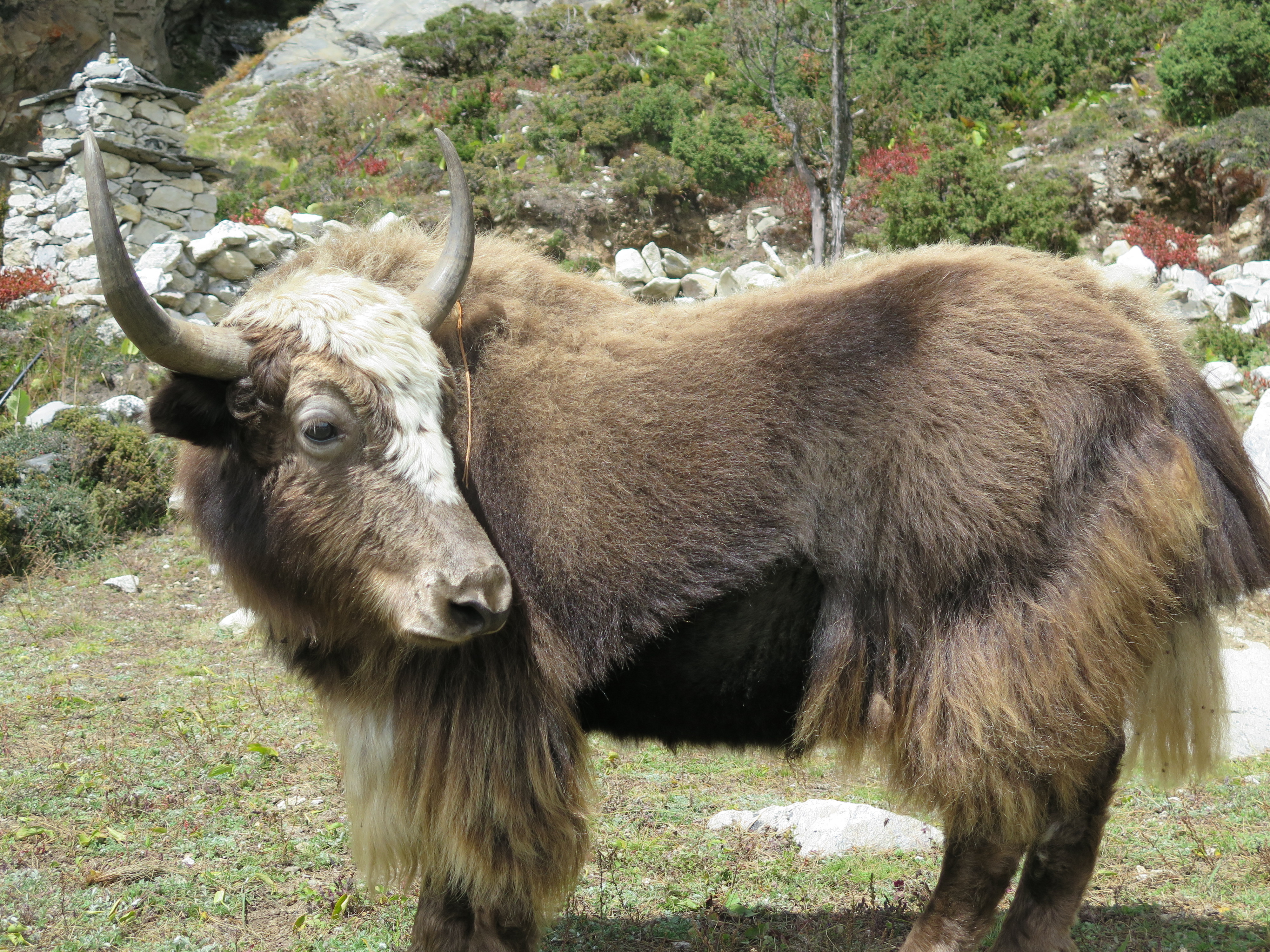 yak