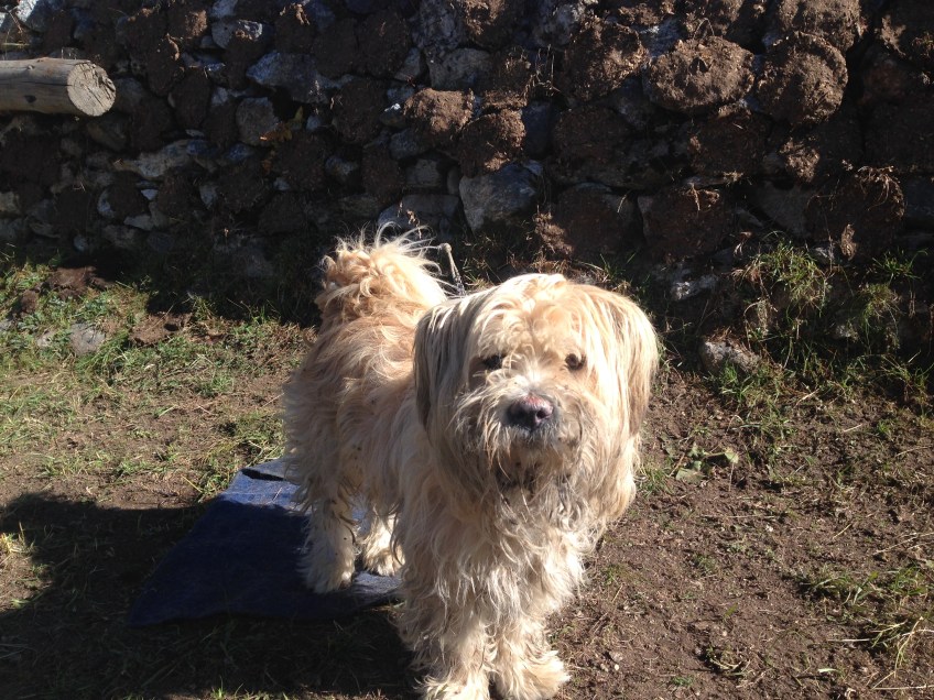 Nepalese dog in Khumjung